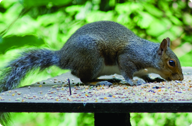 squirrel eating on table