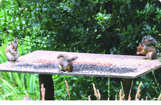 squirrels eating on table