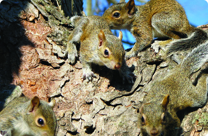 squirrels