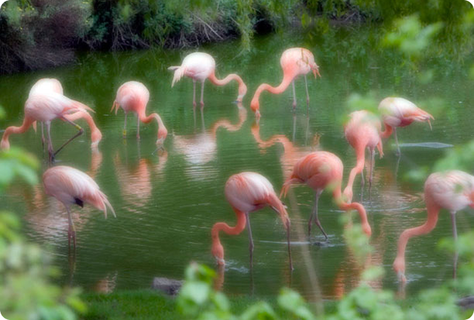 ten birds drinking water